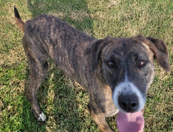 Zoom, la cagnolina più simpatica del canile  Foto 5